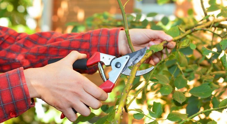 Riego en otoño, menos agua y más nutrientes | Curiosidades