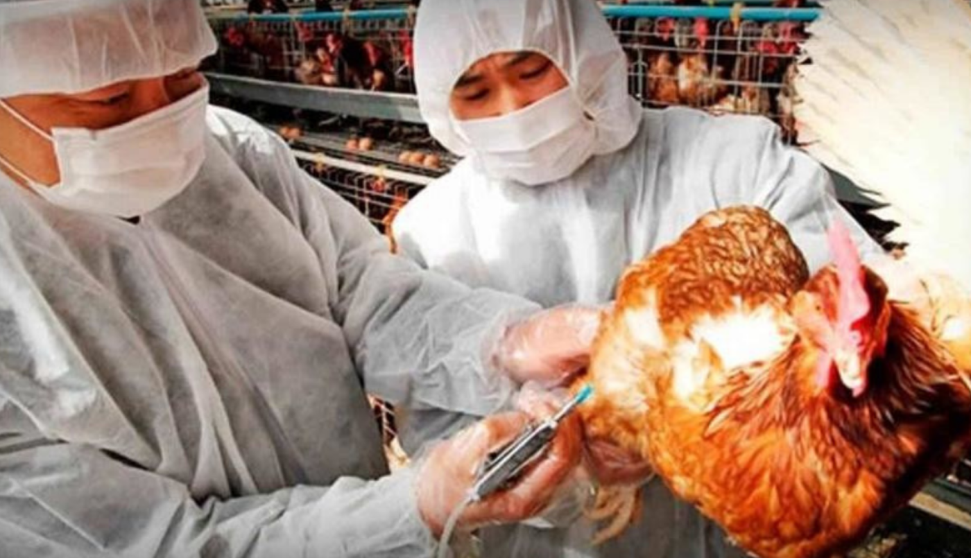 China registra el primer caso de gripe aviar H3N8 en humanos | Internacionales