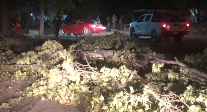 Incendios de pastizales, árboles, postes y ramas caídas dejó el viento Zonda en Mendoza | Actualidad