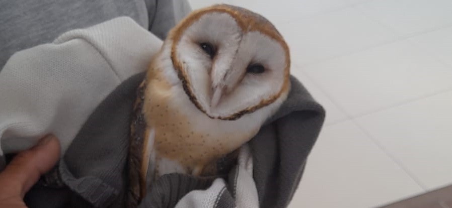 Rescataron a un búho del interior de un shopping | Actualidad