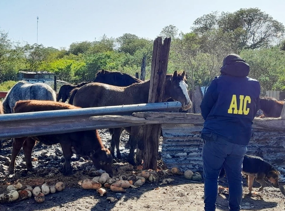 Cómo era por dentro la casa del "Viejo" Cantero: gallos de riña, caballos y su admiración por Scarface | Actualidad