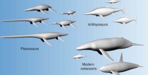 Científicos descubren que el tamaño y no la forma ayudan a los animales marinos a nadar | Internacionales