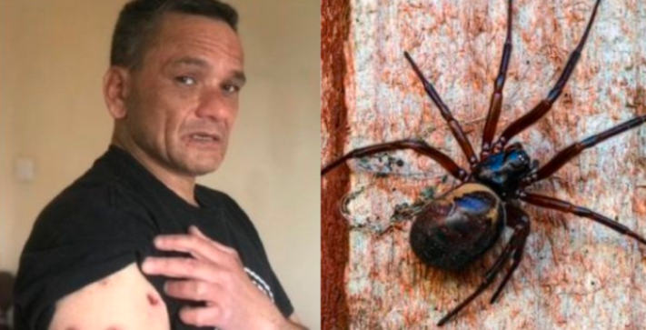 La pesadilla del hombre que tiene una plaga de arañas en su casa: "Yo soy su banquete" | Internacionales