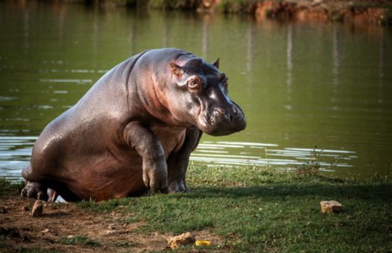 Tras dispararle a una mujer, aseguró que la confundió con un hipopótamo | Internacionales