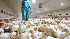 Francia sacrificó 16 millones de aves, un récord desde el inicio de nueva epidemia de gripe aviar | Internacionales