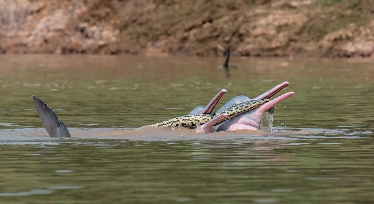 La extraña foto de un grupo de delfines "jugando" con una anaconda | Curiosidades