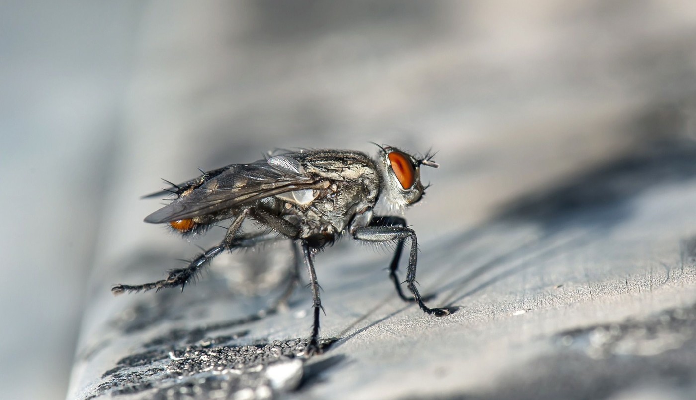 Argentina busca contener el avance de las moscas en la Antártida | Actualidad