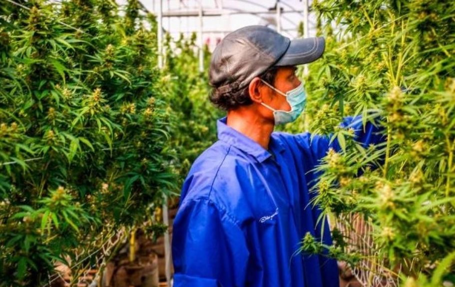 El Gobierno de Tailandia regalará un millón de plantas de marihuana: cuál es la única condición para recibir una | Internacionales