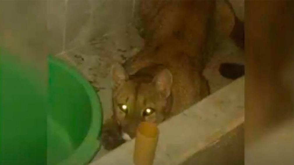 Un puma en el baño de su casa | Actualidad