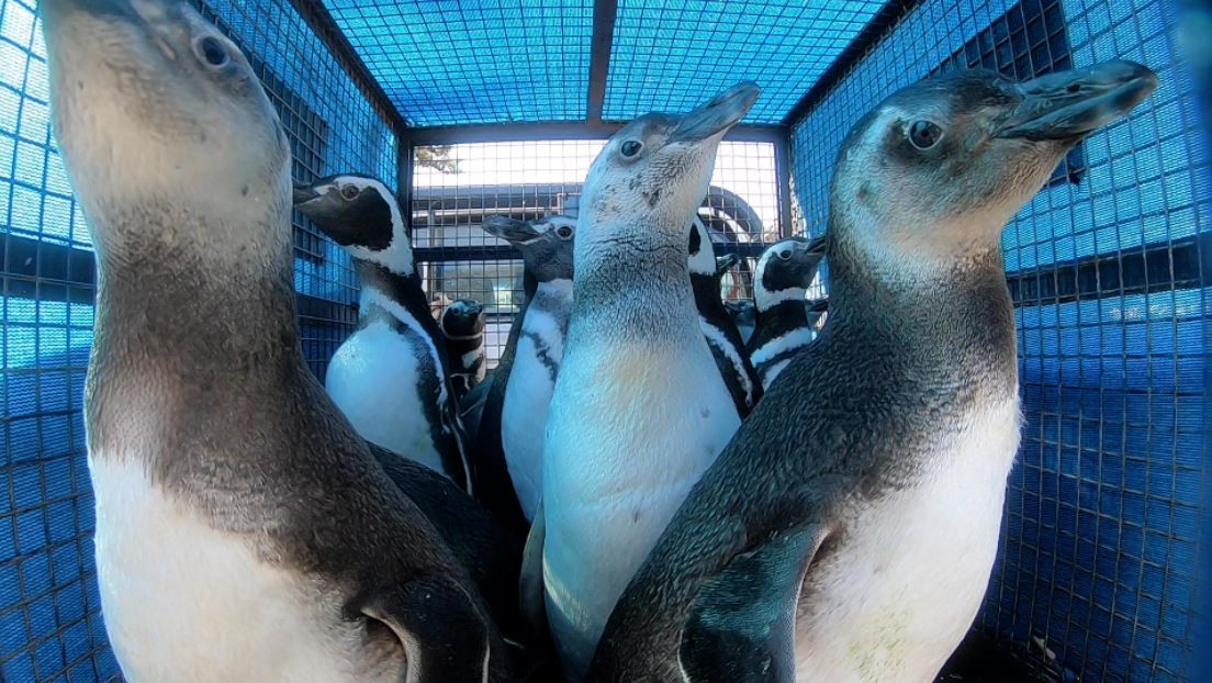 18 pingüinos hallados en estado de desnutrición regresaron al mar luego de ser rehabilitados | Actualidad