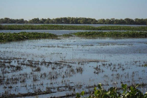 Misiones se convirtió en la primera provincia en aprobar la Ley de Humedales | Actualidad