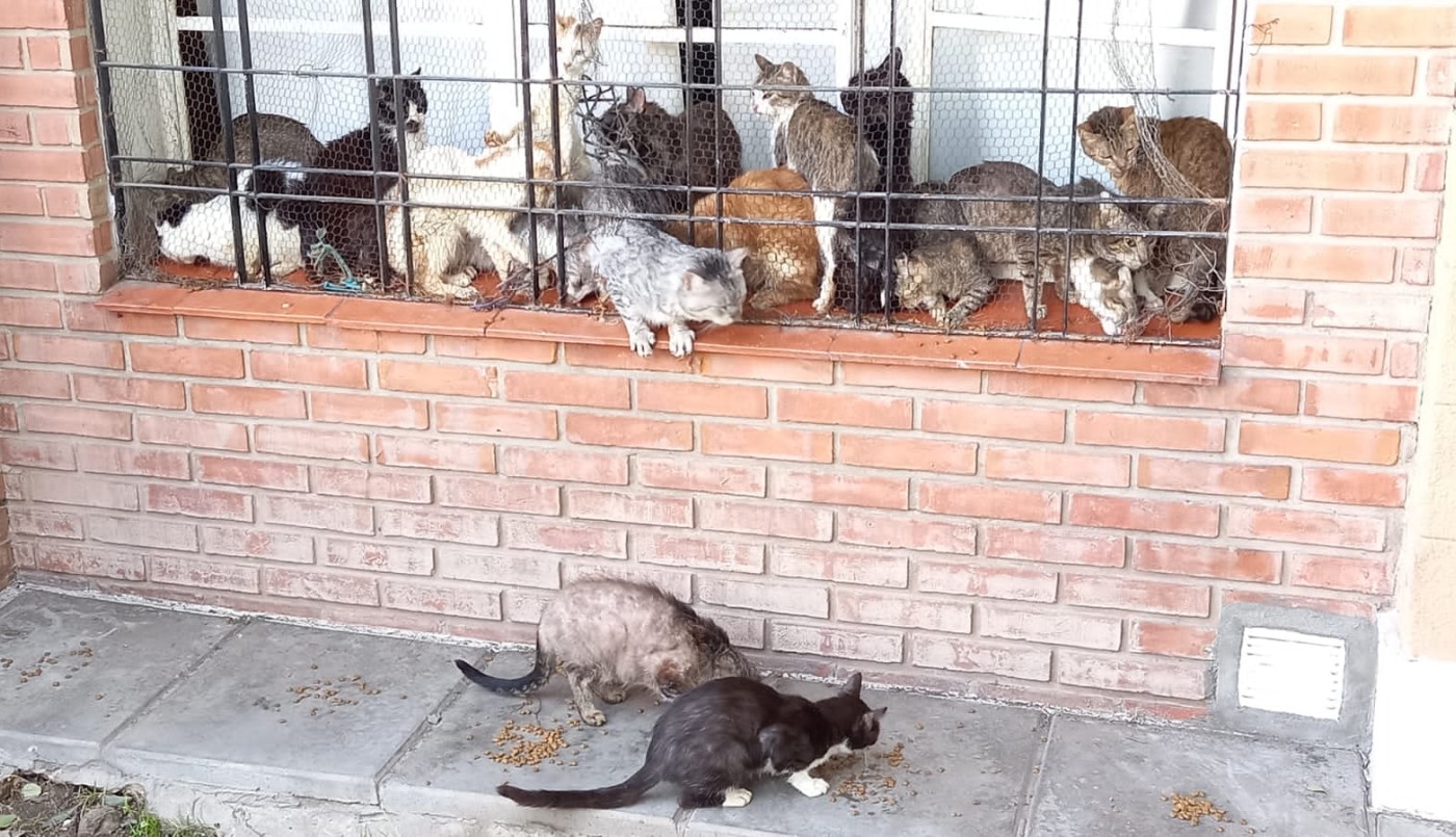 Desalojan una vecina y encuentran más de 70 gatos en la casa | Córdoba