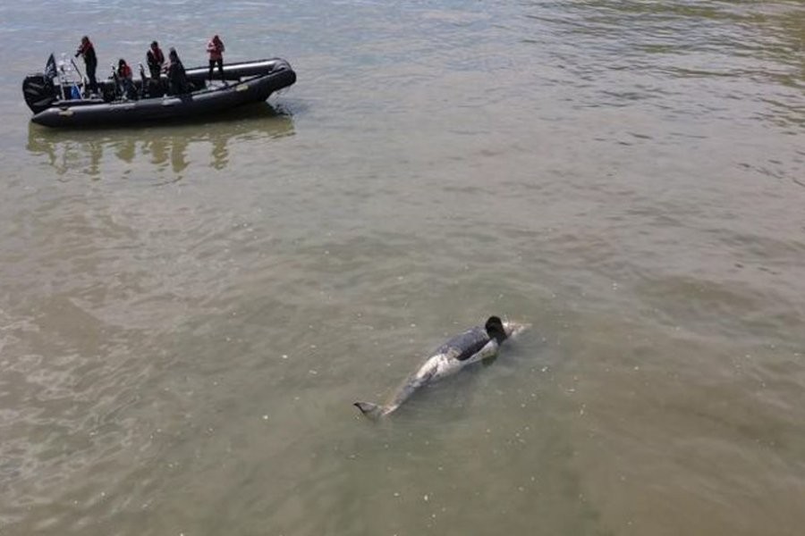 Hallan muerta a una orca que había quedado atrapada en el río Sena | Internacionales