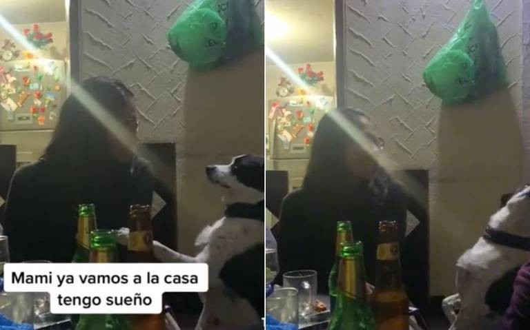 Video: un perro le pide a su dueña volver a casa en plena fiesta | Actualidad
