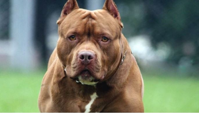 Un pitbull atacó y mató a un niño de 2 años en Jujuy | Actualidad