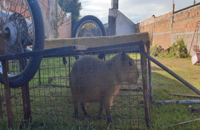Rescataron a un carpincho que había sido secuestrado en Sierra de los Padres | Actualidad