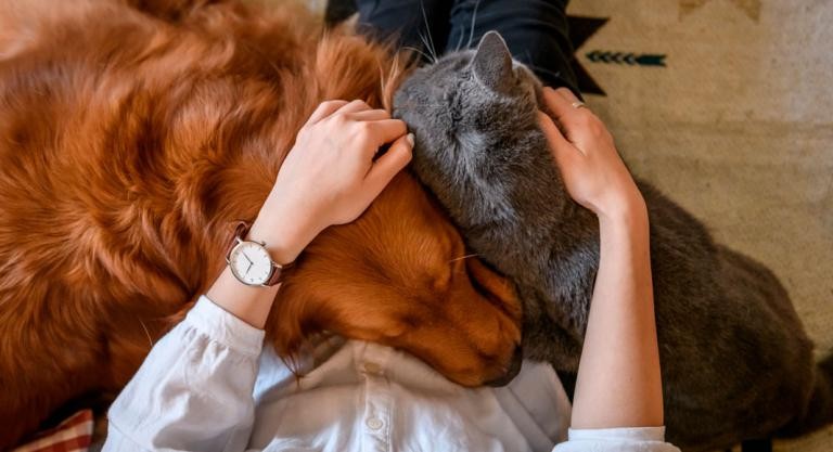 Descubren tratamiento especial para curar tumores de gatos y perros | Internacionales