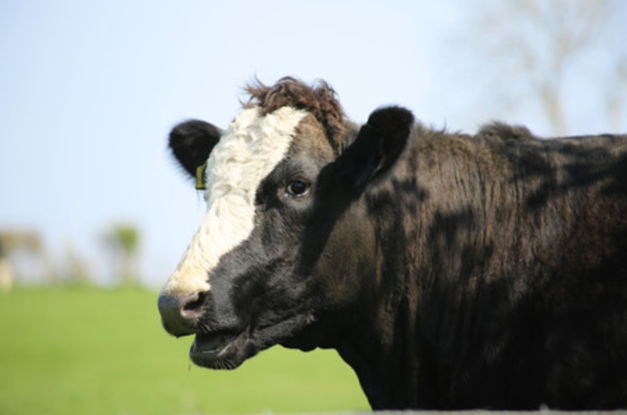 Gas invernadero: impulsan un impuesto a los eructos de vacas y ovejas en Nueva Zelanda | Internacionales