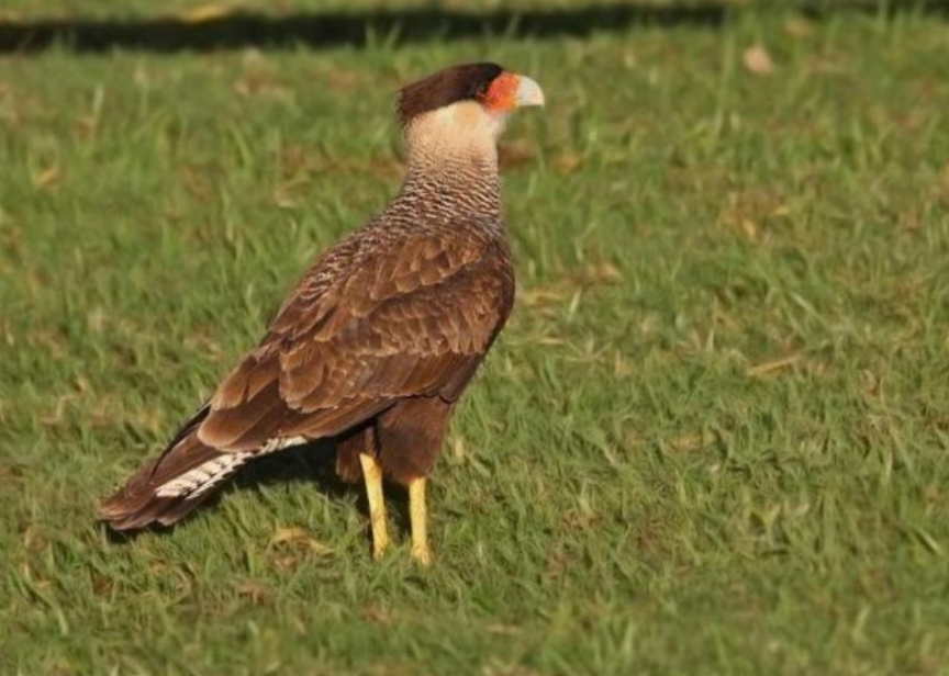 Comadrejas, zorros y caranchos muertos en un campo: investigan si hubo envenenamiento | Actualidad
