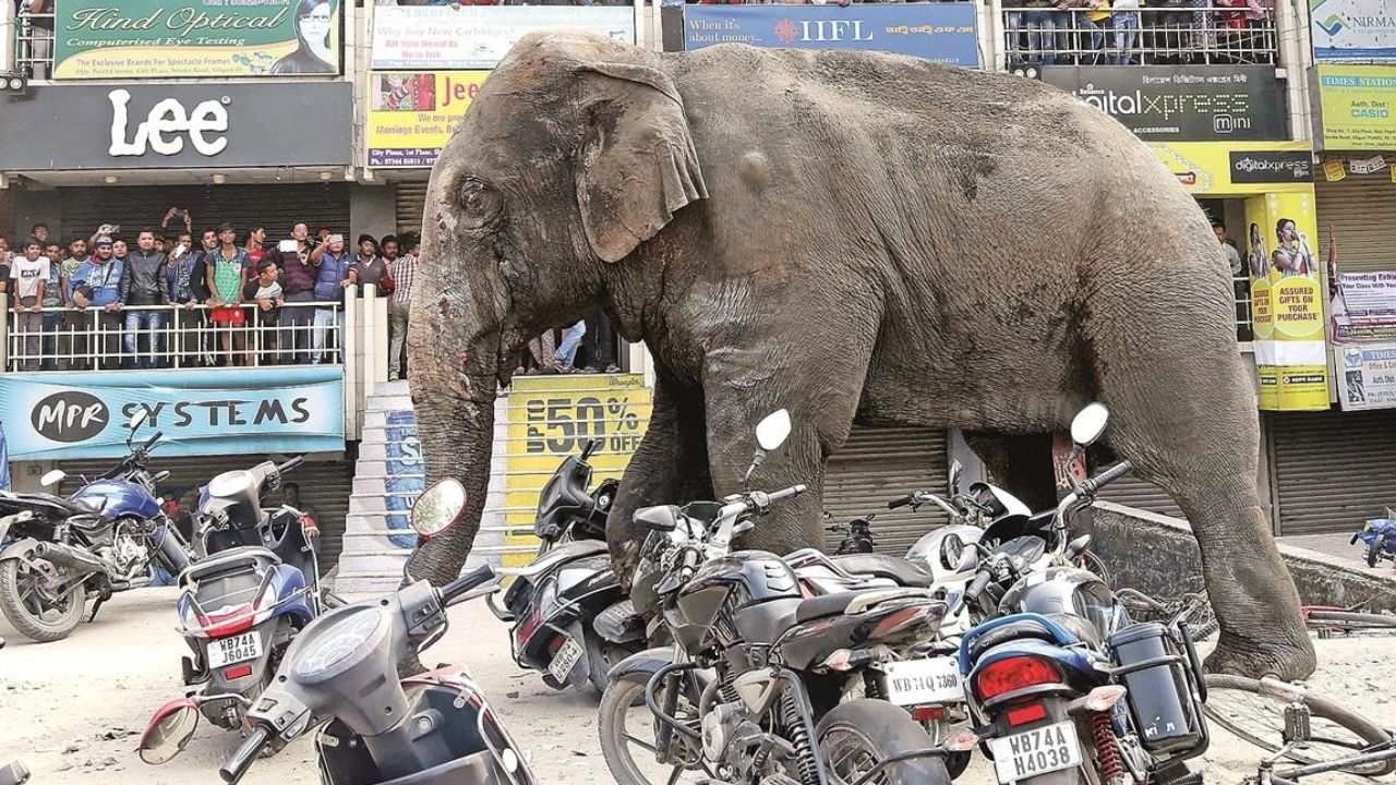 Elefante mató a mujer de 70 años y fue al funeral para pisotear su cadáver | Internacionales