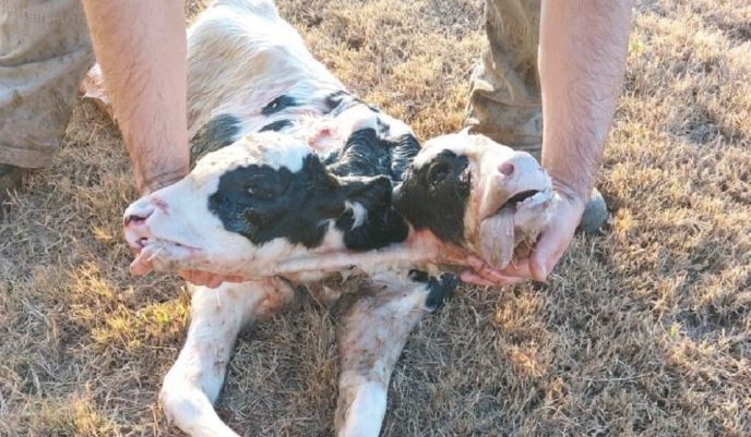 Nació un ternero con dos cabezas en un tambo cordobés | Córdoba
