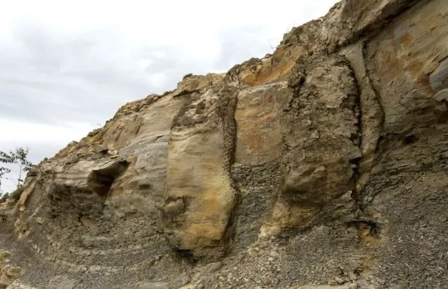 Descubren un bosque fosilizado de 290 millones de años en Brasil | Internacionales