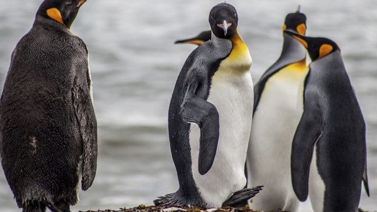 La UE destinará 3 millones de euros para proteger la biodiversidad en la Patagonia | Actualidad