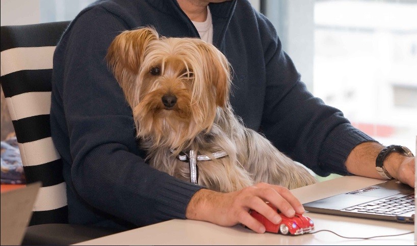 Día Mundial de LLevar al Perro al Trabajo: su objetivo y beneficios | Curiosidades