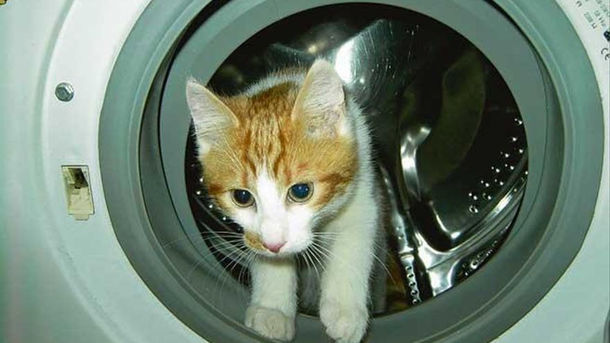Su gata sobrevivió 46 minutos en el lavarropas: "No la vi" | Curiosidades