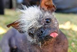 Eligieron al "perro más feo del mundo": la historia de Señor Rostro Feliz | Curiosidades