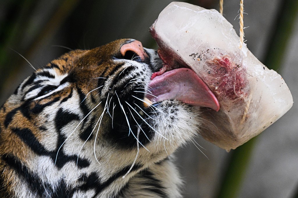 Dieron helados de carne a los animales del zoológico en Roma ante la ola de calor | Internacionales