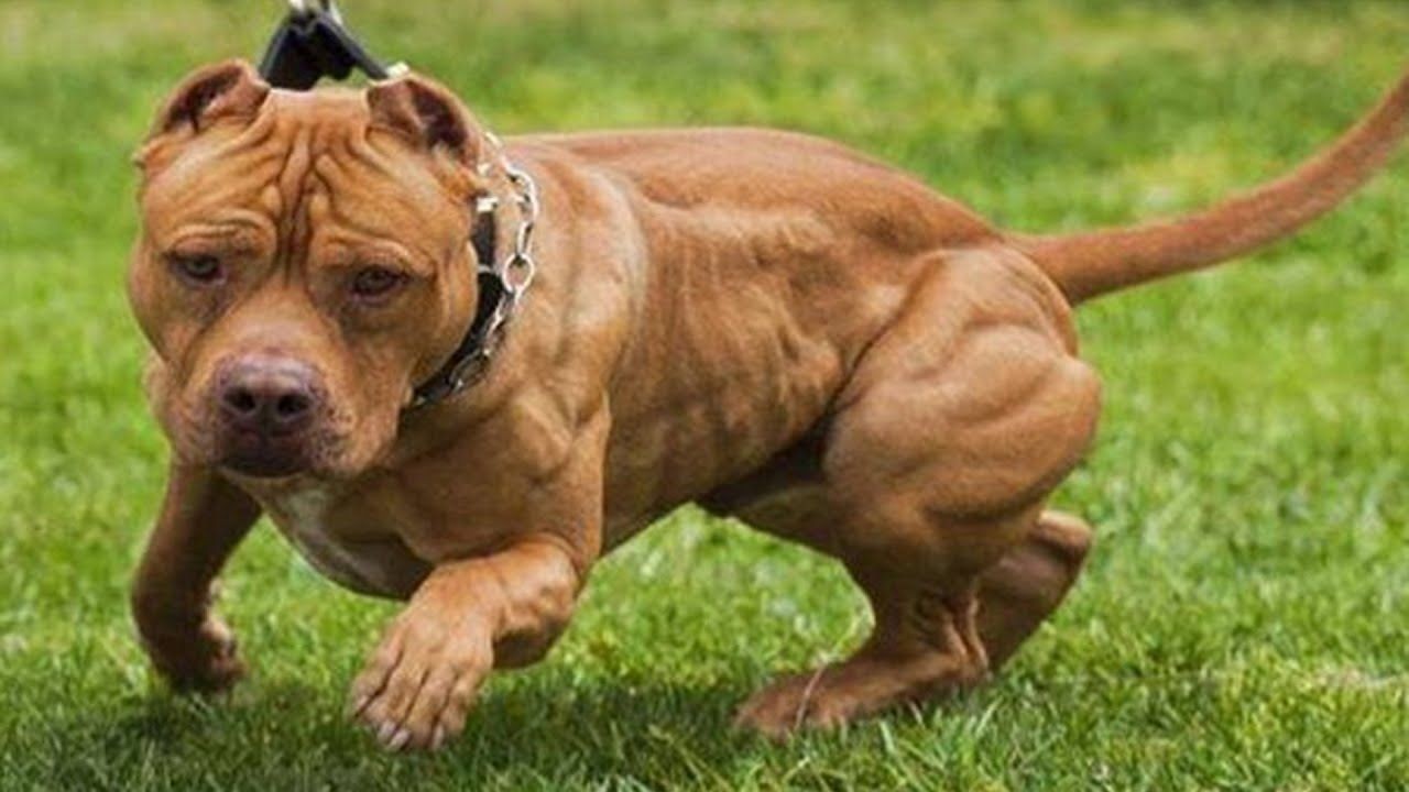 Un nene de 3 años jugaba en la vereda y lo atacó un pitbull: está internado | Actualidad