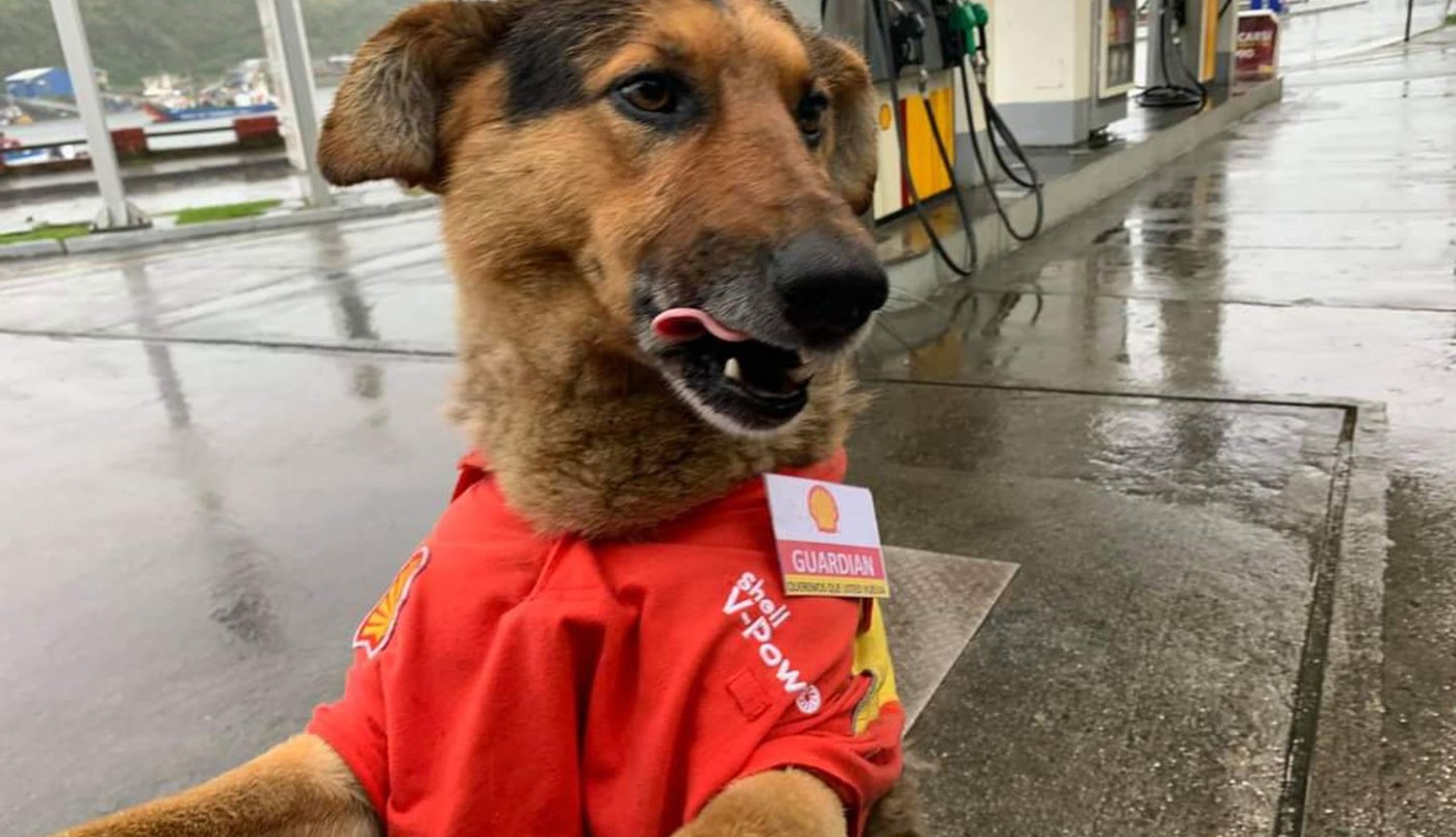 La historia de "Guardián": el perro callejero que "trabaja" en una estación de servicio | Internacionales