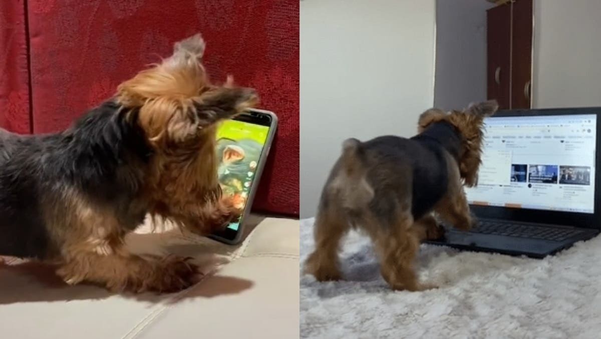 Video: una perrita aprendió a usar la computadora para ver dibujitos | Curiosidades