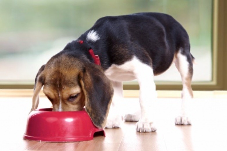 Fabricantes de alimentos para mascotas advierten desabastecimiento: "Somos dependientes 100% de las importaciones" | Política y economía