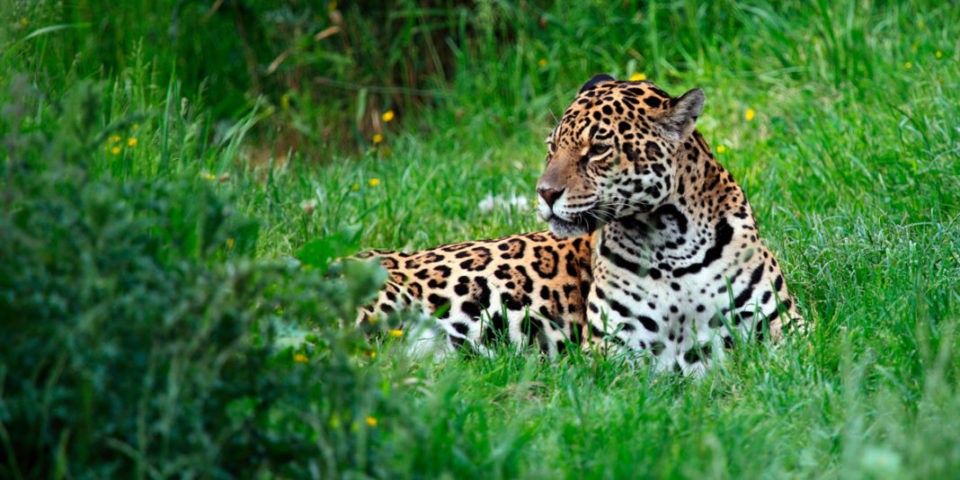 El bienestar de 1 de cada 5 personas en el mundo depende de 50.000 especies silvestres amenazadas | Internacionales