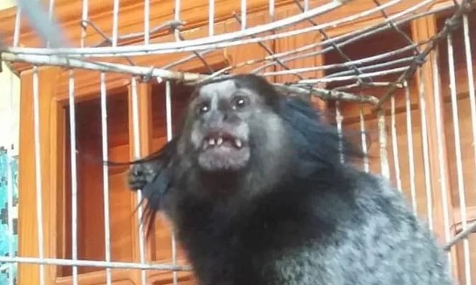 Buscan a "Dientes", un mono tití que volvió a ser robado del exzoológico de La Plata | Actualidad