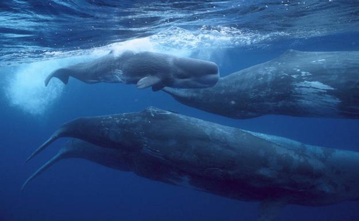 Inician un proyecto científico para descifrar las conversaciones entre cachalotes | Internacionales