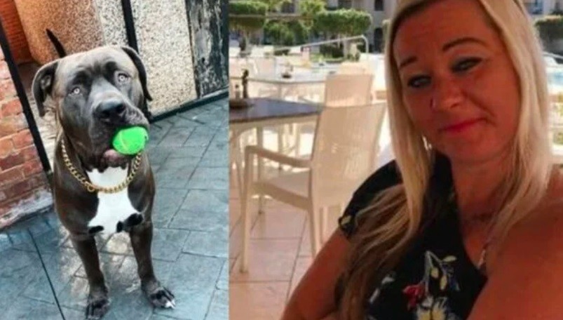 Un perro American Bully “del tamaño de un león” mató a su dueña | Internacionales