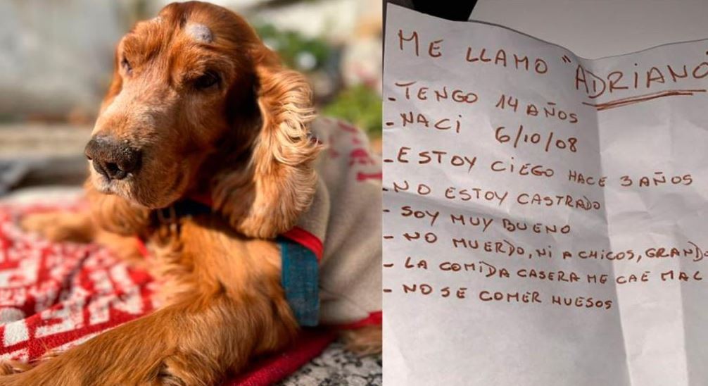 Abandonaron a un perro ciego: buscan a una familia que lo adopte | Actualidad