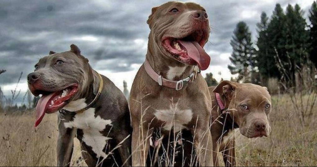 Bialet Massé: una mujer fue ferozmente atacada por tres perros de raza Pitbull | Córdoba