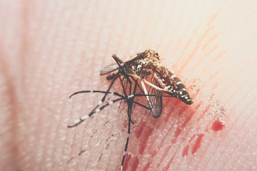 Mosquitos que picaron a un delincuente permitieron resolver un caso | Internacionales
