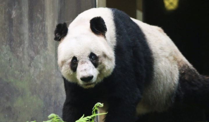 Murió el panda macho en cautiverio más longevo del mundo | Internacionales