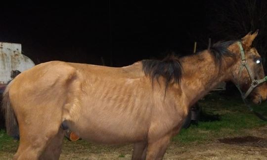 Rescatan un caballo que fue brutalmente golpeado por su dueño | Actualidad