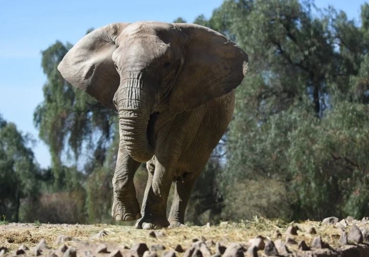 El Gobierno autorizó el traslado de Kenia, la elefanta de Mendoza que irá a un santuario en Brasil | Actualidad