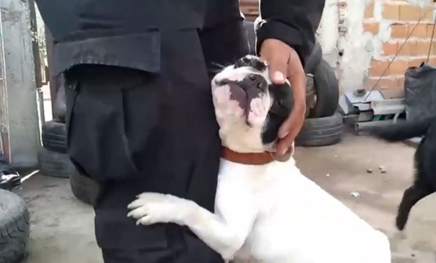 Rosario: rescataron a 18 cachorros de un criadero clandestino | Actualidad