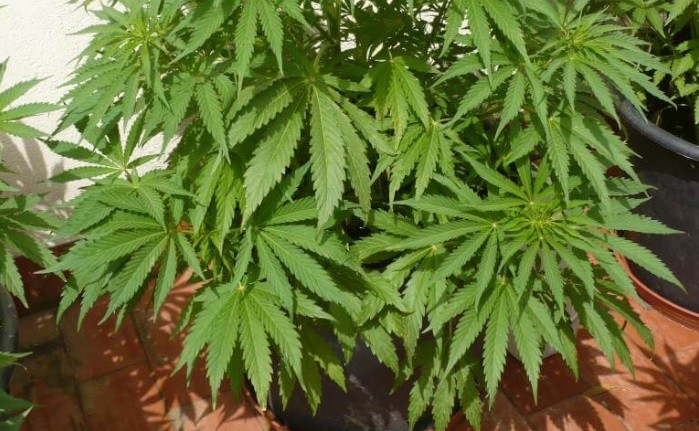 Sobreseyeron a un hombre de 75 años que cultivó marihuana en su terraza con fines medicinales | Actualidad