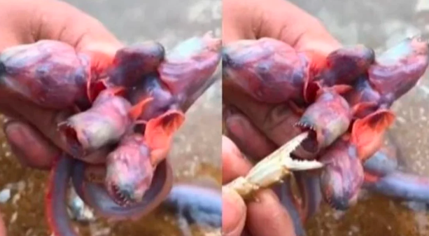 Hallaron un "monstruo" marino de cinco cabezas, sin ojos y dientes filosos | Internacionales