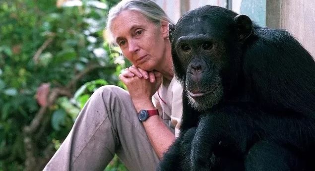 La científica Jane Goodall pidió por la liberación del chimpancé "Toti" | Actualidad
