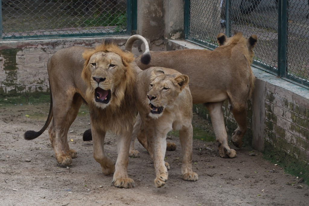 Zoológico subasta a sus leones | Internacionales